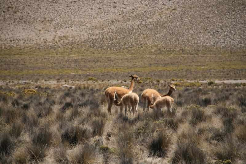 Peru 0638